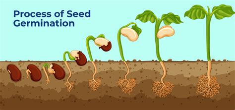 Tool to see the results of a seed that has been .